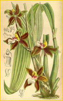   ( Zygopetalum prainianum )  Curtis's Botanical Magazine  1915