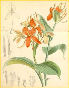   ( Burbidgea nitida ) Curtis's Botanical Magazine