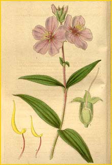   ( Chaetogastra gracilis )  Curtis's Botanical Magazine