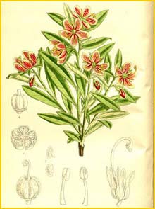   ( Cladothamnus pyrolaefolius ) Curtis's Botanical Magazine 1911