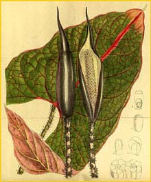   ( Cyrtosperma johnstonii )  Curtis's Botanical Magazine 1914