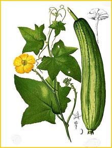   ( Luffa aegyptiaca ) Flora de Filipinas 1880-1883 by Francisco Manuel Blanco   