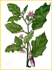    ( Lycopersicon esculentum ) Flora de Filipinas 1880-1883 by Francisco Manuel Blanco    