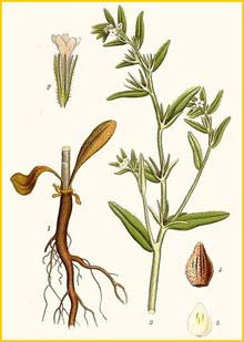   /   ( Lithospermum arvense ) Bilder ur Nordens Flora (1901-1905) by Carl Lindman