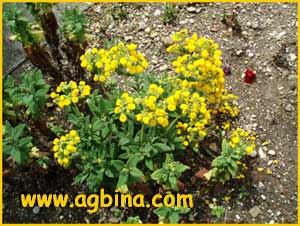    /  ( Calceolaria integrifolia / rugosa )