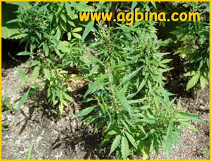    ( Cannabis sativa ssp. indica)