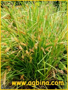    ( Carex  vesicaria )