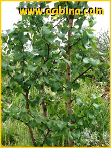    ( etula pubescens ssp. tortuosa )