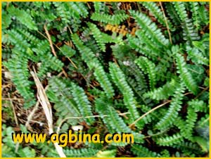  -  ( Blechnum penna-marina ssp. alpina)