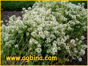    ( Cochlearia officinalis )