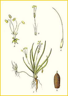   ( Littorella uniflora ) Bilder ur Nordens Flora (1901-1905) by Carl Lindman