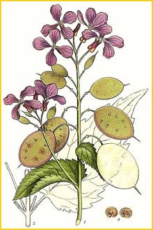   ( Lunaria annua ) Bilder ur Nordens Flora (1901-1905) by Carl Lindman