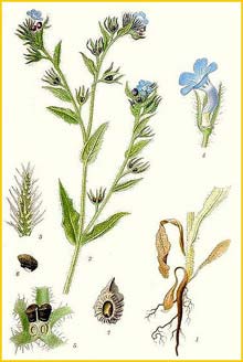   ( Lycopsis arvensis ) Bilder ur Nordens Flora (1901-1905) by Carl Lindman