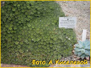   ( Deuterocohnia brevifolia )