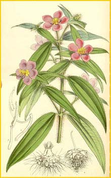    ( Dissotis irvingiana ) Curtis's Botanical Magazine
