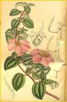    ( Dissotis mahoni ) Curtis's Botanical Magazine