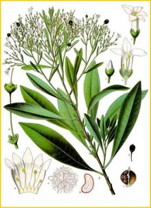  ( Duboisia myoporoides )