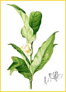    ( agnolia liliflora ) Flora de Filipinas 1880-1883 by Francisco Manuel Blanco 