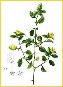   ( Malvastrum coromandelianum ) Flora de Filipinas 1880-1883 by Francisco Manuel Blanco 