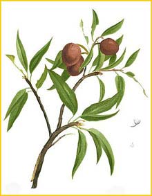  ( Manilkara achras / zapota / Achras zapota ) Flora de Filipinas 1880-1883 by Francisco Manuel Blanco