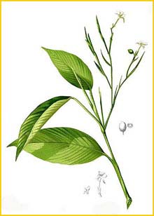 Maranta sp. Flora de Filipinas 1880-1883 by Francisco Manuel Blanco 
