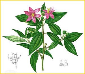 Melastoma sp. Flora de Filipinas 1880-1883 by Francisco Manuel Blanco 