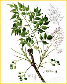   ( Melia candollei ) Flora de Filipinas 1880-1883 by Francisco Manuel Blanco 