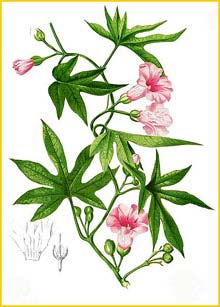     ( Merremia / Ipomaea / Operculina tuberos ) Flora de Filipinas 1880-1883 by Francisco Manuel Blanco 