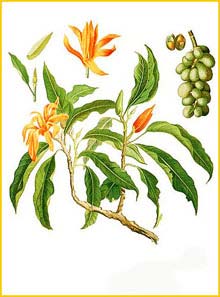   ( Michelia champaca ) Flora de Filipinas 1880-1883 by Francisco Manuel Blanco 