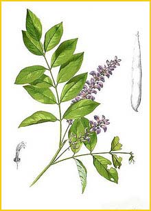    ( Millettia xylocarpa ) Flora de Filipinas 1880-1883 by Francisco Manuel Blanco 