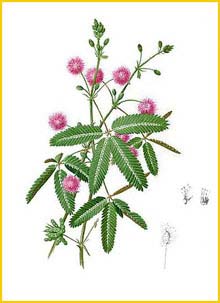   ( Mimosa pudica ) Flora de Filipinas 1880-1883 by Francisco Manuel Blanco 