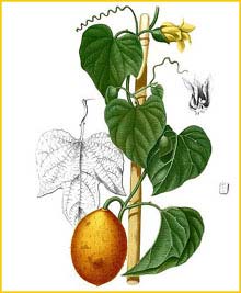Momordica sp. Flora de Filipinas 1880-1883 by Francisco Manuel Blanco 