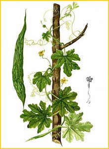     ( Momordica charantia ) Flora de Filipinas 1880-1883 by Francisco Manuel Blanco