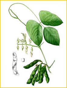   ( Mucuna pruriens ) Flora de Filipinas 1880-1883 by Francisco Manuel Blanco 