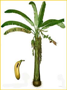   ( Musa paradisiacea ) Flora de Filipinas 1880-1883 by Francisco Manuel Blanco 