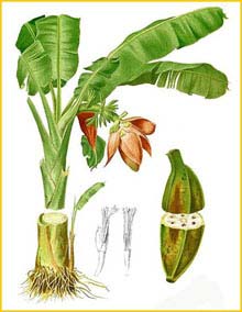   ( Musa troglodytarum ) Flora de Filipinas 1880-1883 by Francisco Manuel Blanco