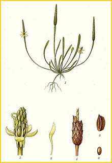   ( Myosurus minimus ) Bilder ur Nordens Flora (1926) by Carl Lindman