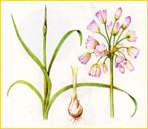    ( Nectaroscordum siculum / dioscoridis ),    