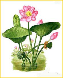    (Nelumbo nucifera) Flora de Filipinas 1880-1883 by Francisco Manuel Blanco