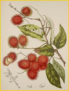   ( Nephelium lappaceum ) Fleurs, Fruits et Feuillages Choisis de l'Ile de Java 1863 B. H. van Nooten