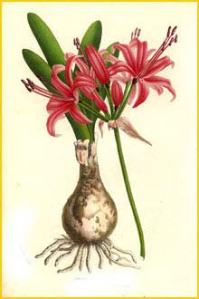     ( Nerine sarniensis ) Charles  Lemaire 1856 