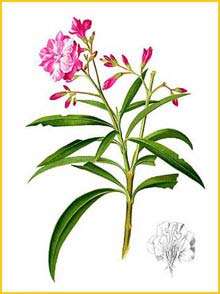   ( Nerium oleander ) Flora de Filipinas 1880-1883 by Francisco Manuel Blanco 