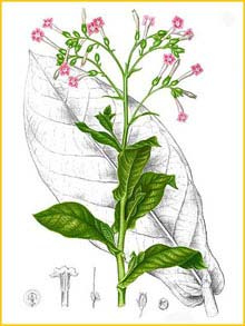   ( Nicotiana tabacum ) Flora de Filipinas 1880-1883 by Francisco Manuel Blanco 