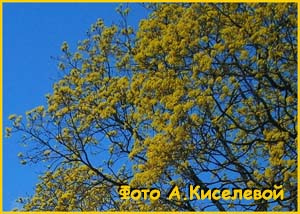   ( Acer platanoides )