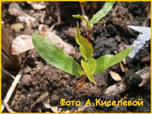   ( Acer pseudoplatanus )