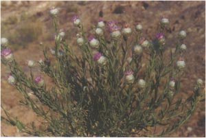    ( Acroptilon australe / repens ssp. australe )