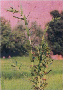   ( Ammannia auriculata )