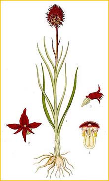   ( Nigritella / Gymnadenia / Satyrium nigra / angustifolia ) Bilder ur Nordens Flora (1901-1905) by Carl Lindman