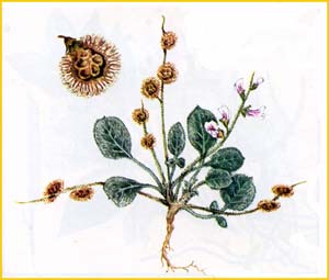   ( Onobrychis tavernierifolia ),    