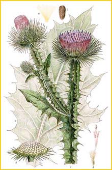   ( Onopordum acanthium ) Bilder ur Nordens Flora (1901-1905) by Carl Lindman